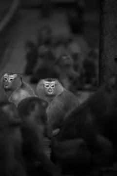 Monkey Hill Gathering Stock Photos