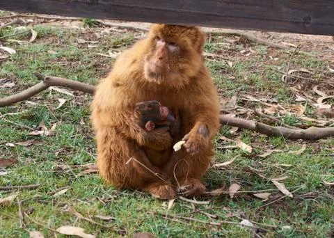 Monkey with his calf on his lap eating bread Stock Photos