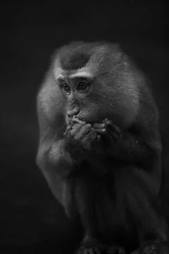 Monkey with his fruit  Stock Photos