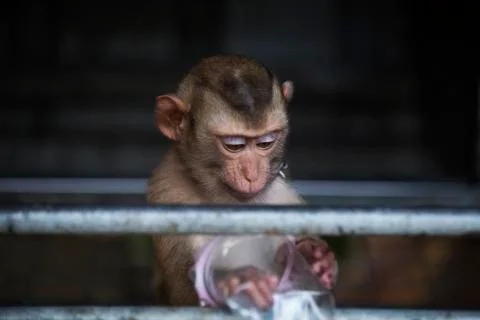 The monkey with his plastic cup colored  Stock Photos