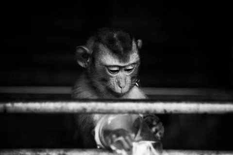 The monkey with his plastic cup  Stock Photos
