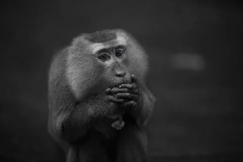 A Monkey with his tasty fruit  Stock Photos