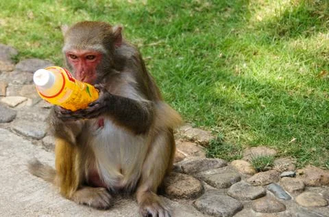 A monkey holding and drinking softdrink in the park Stock Photos