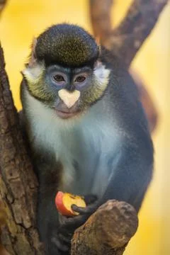 Monkey holding apple in hand Fotos de archivo