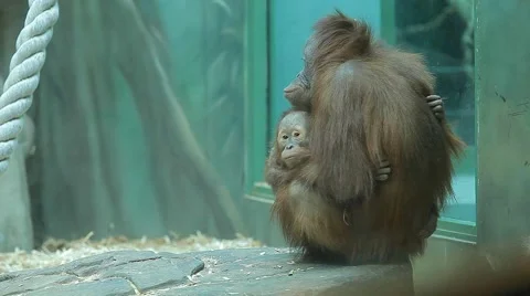 Monkey holding baby in her arms Stock Footage 59186879