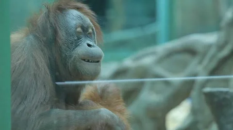 Monkey holding baby in her arms Stock Footage 59187087