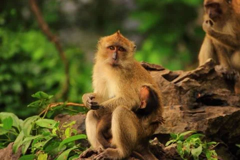 Monkey is holding a baby's armpit Stock Photos
