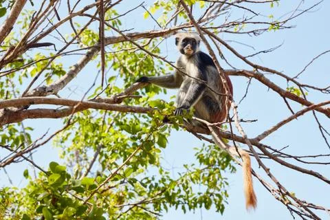 Monkey holding branch at the tree 写真素材