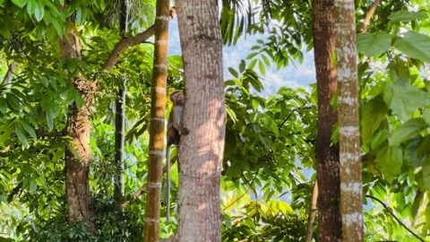 Monkey holding the crown of a tree Stock Footage 233375663