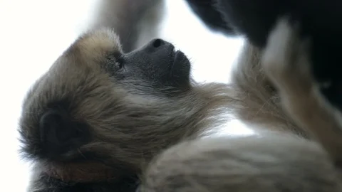 Monkey holding himself upside down. Profile shot of little monkey Stock Footage 119332152