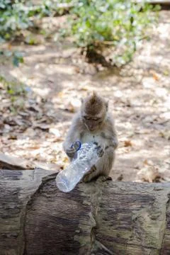 Monkey Holding plastic Bottle. bad environment Photo taken in Bali, Indonesia. Stock Photos