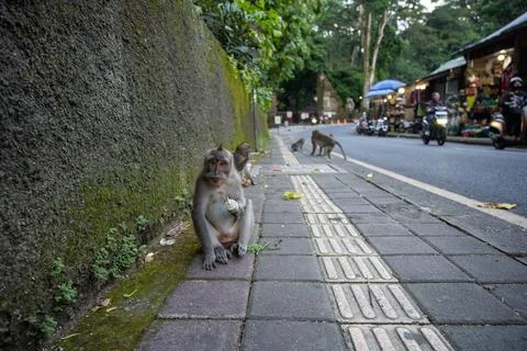 Monkey Holding Plastic Waste on Ubud Sidewalk Stock Photos