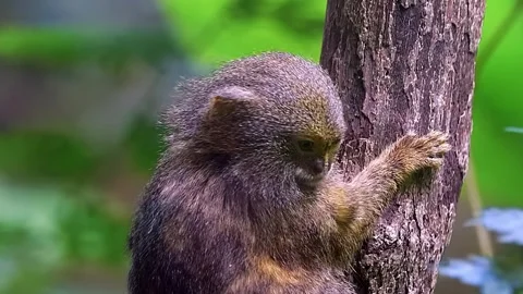 Monkey Holding Tree Trunk Stock Footage 323143282
