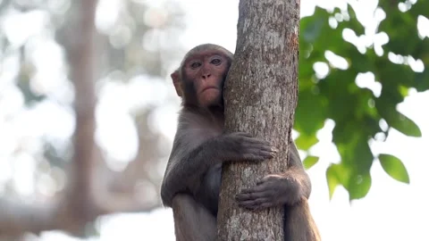 Monkey holding tree trunk in natural forest Stock Footage 332612079