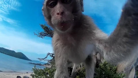 The monkey holds the camera to itself Stock Footage 86486010