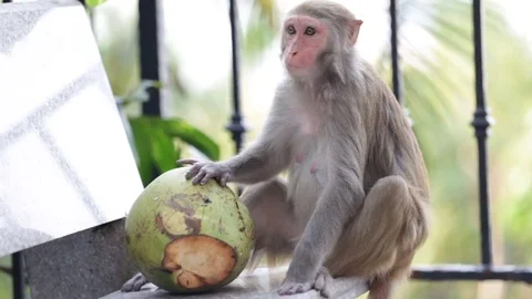 Monkey holds green coconut Stock-Footage 74170774