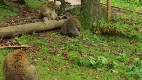 A monkey holds its baby while walking on the forest floor, surrounded by leaves Stock Footage 310755609