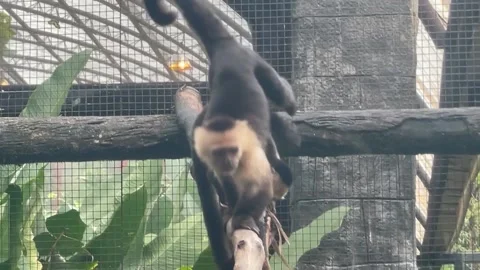 Monkey hops over another on a branch 스톡 동영상 180536737