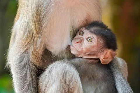 A monkey is hugging and breastfeeding her child. the lap of mother is safes.. Stock Photos