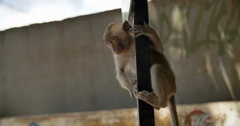 Monkey hugs road sign post, bali, indonesia, 4k Stock Footage 122223077