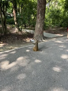 Monkey Hydrating in the Shade Stock Photos