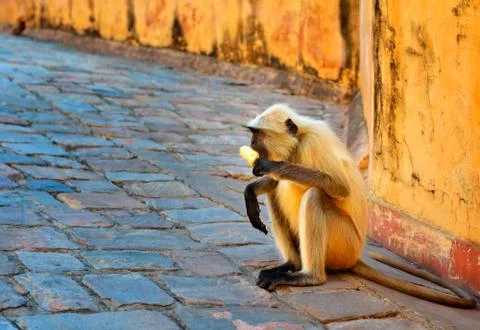 Monkey with ice cream Stock-Fotos