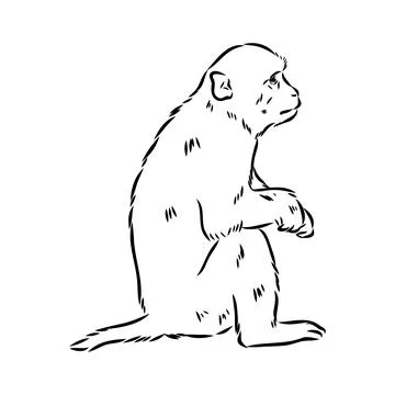 Monkey icon. Jungle macaque outline badge. Zoo animal. Vector illustration. Stock Illustration