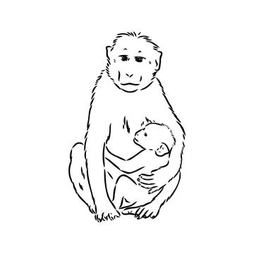 Monkey icon. Jungle macaque outline badge. Zoo animal. Vector illustration. Stock Illustration