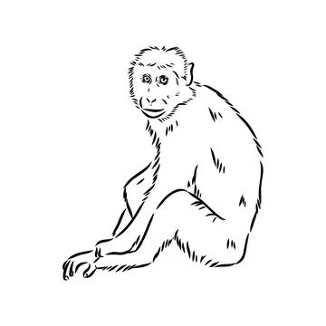 Monkey icon. Jungle macaque outline badge. Zoo animal. Vector illustration. イラスト素材