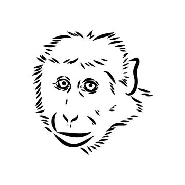 Monkey icon. Jungle macaque outline badge. Zoo animal. Vector illustration. Stock Illustration