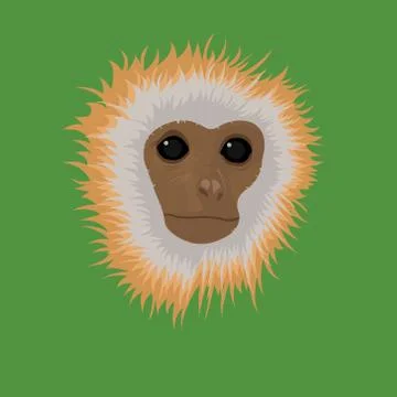 Monkey Stock Illustration