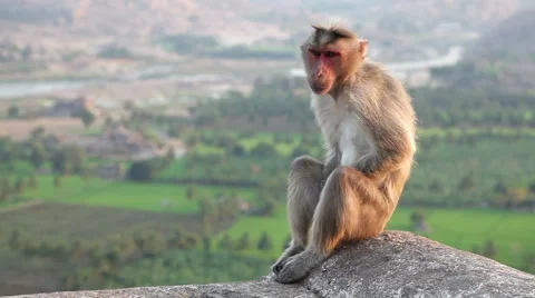 Monkey in India Video stock 58395378
