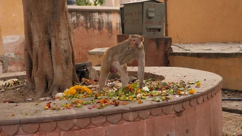 Monkey, indian monkey, monkey eating garbage, indian streets, monkeys in indian Stock Footage 126104428