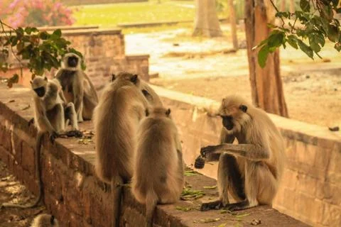 Monkey in indians temple 库存照片
