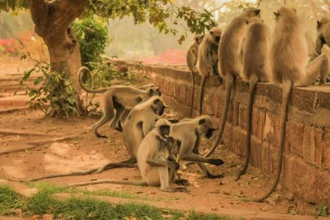 Monkey in indians temple Stock Photos