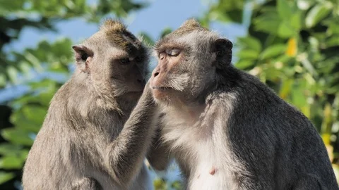 Monkey Indonesia Slowmotion 4k Stock Footage 120676076