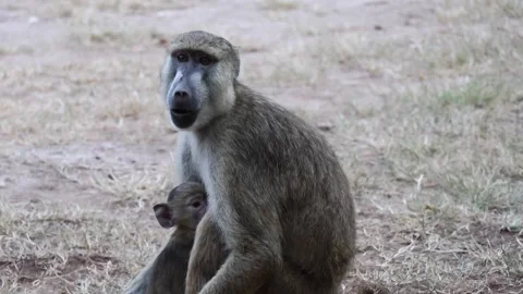 Monkey infant cuddling parent Stock Footage 170259764