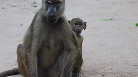 Monkey infant jumps onto parents back Stock Footage 170259765