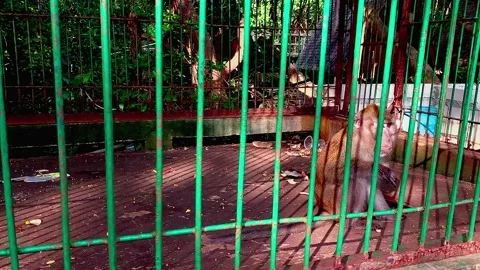 A monkey inside a cage Stock Footage 330572377