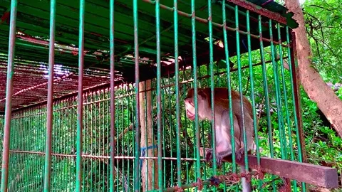 A monkey inside a cage Stock Footage 330572380