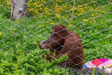 Monkey inside a cage at the zoo Stock Photos