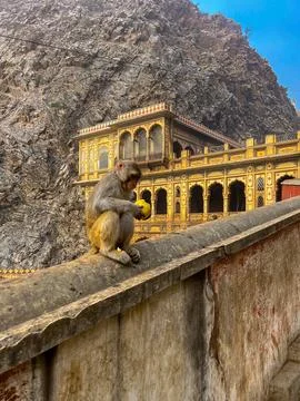 A monkey inside Galta Ji Hindu temple near Jaipur, Rajasthan Stock Photos