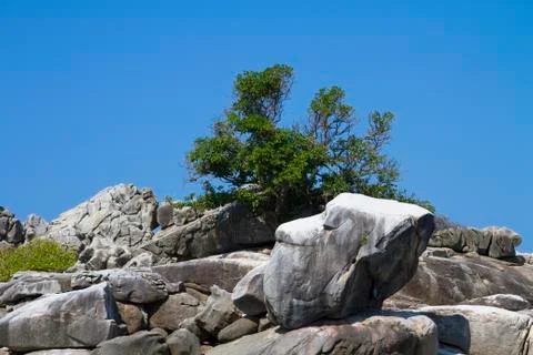 Monkey Island Stock Photos