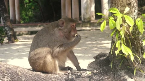 Monkey on island in Vietnam Video stock 132527963