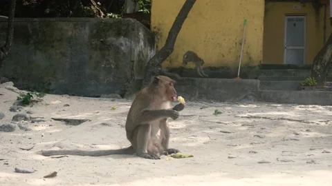 Monkey on island in Vietnam Video stock 132528022