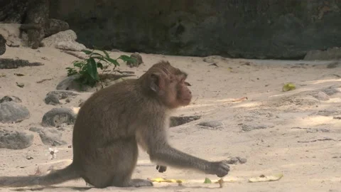 Monkey on island in Vietnam Video stock 132528053