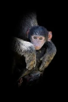 Monkey isolated on black background Stock Photos