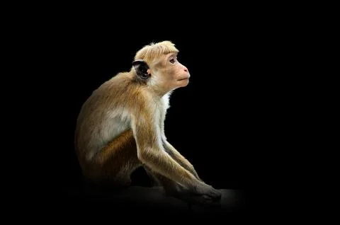 Monkey isolated on black background Stock Photos