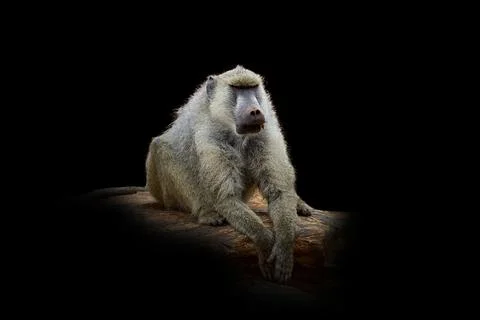 Monkey isolated on black background Stock Photos