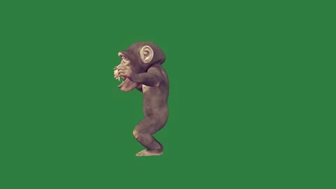 A monkey isolated isolated on green screen background Stock Footage 336890439